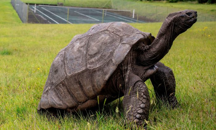 tortoise_17aug2019