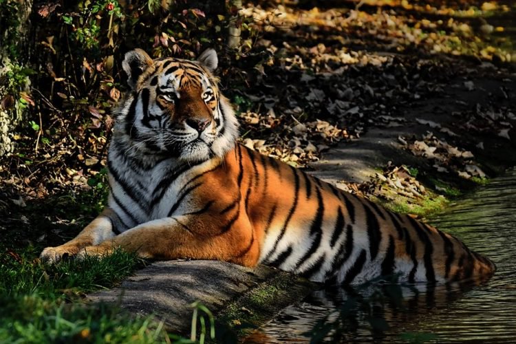 tiger08nov