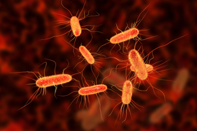 03january2019bacteria