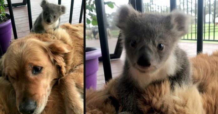 10jan2020_koala